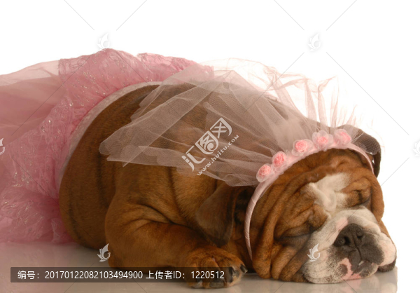 狗打扮得像個芭蕾舞演員