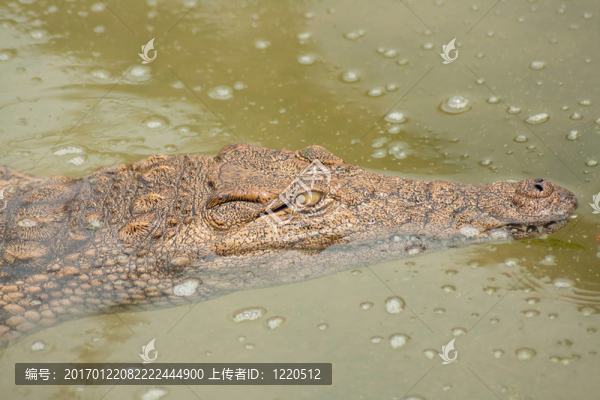 缸里游泳