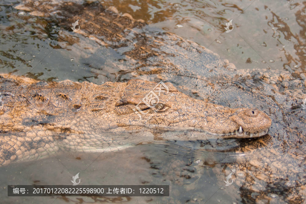 鱷魚在水中