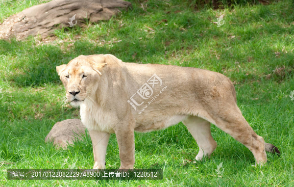 獅子：