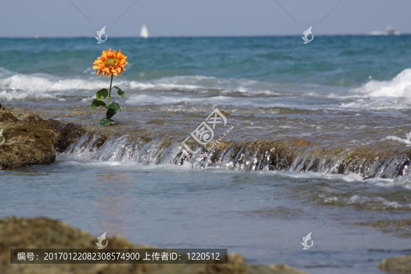 橙色海洋太陽花景觀