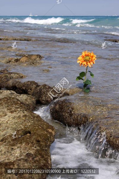 礁石上的花-匯圖網(wǎng) www.fosd68.com 礁石上的花