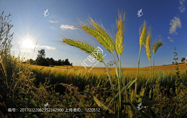 小麥草