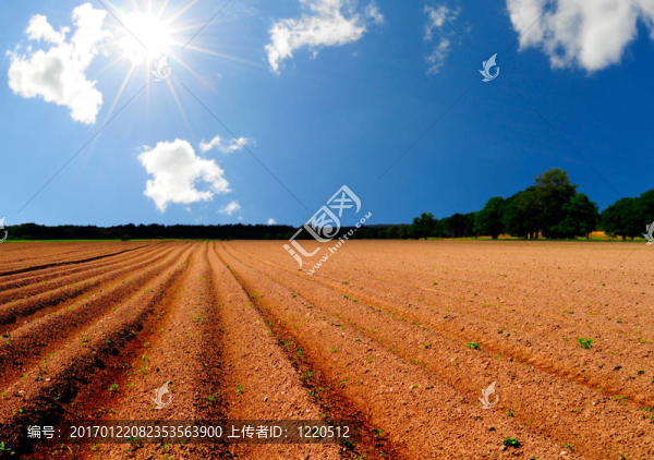 馬鈴薯田