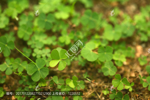 4片三葉草森林