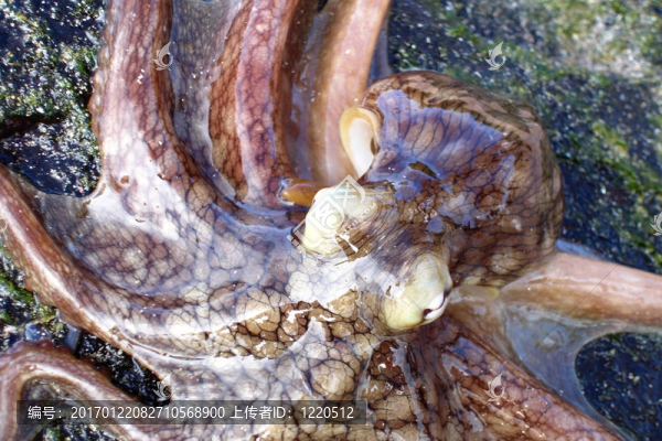 章魚