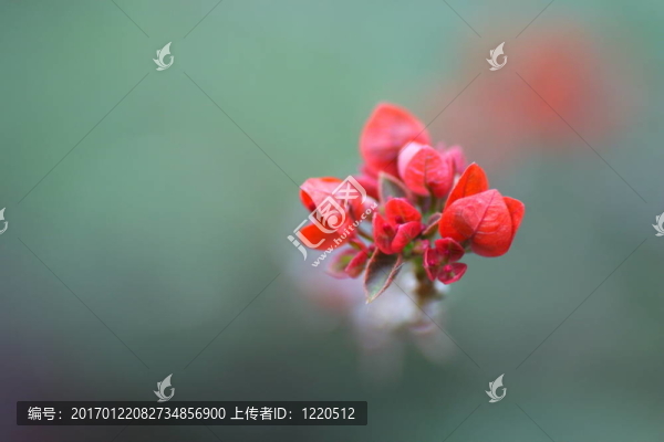 常見的馬來西亞蘭花。