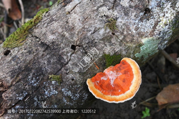 熱帶蘑菇