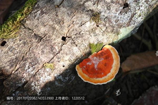 熱帶蘑菇
