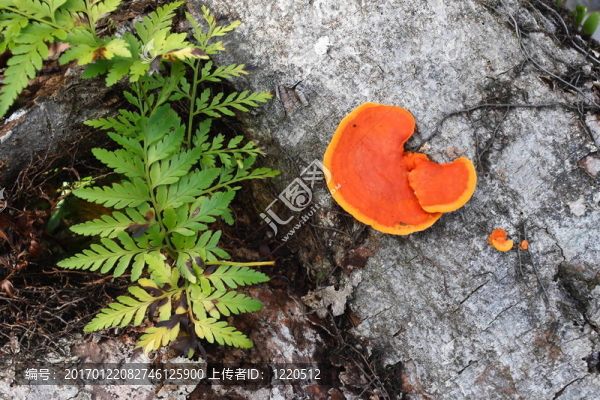 熱帶蘑菇。