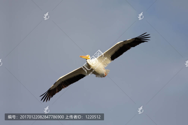 美國(guó)白鵜鶘