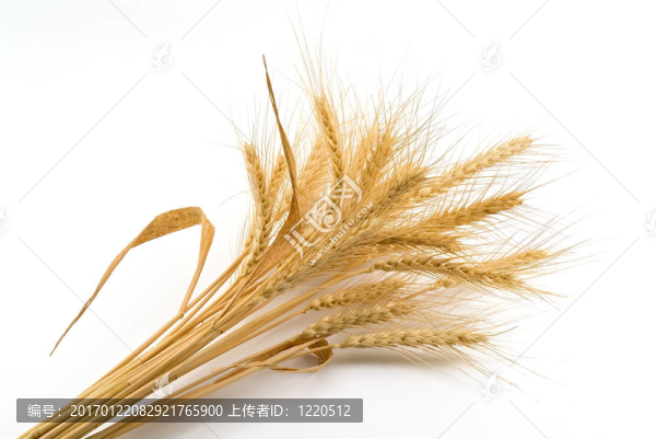 捆小麥