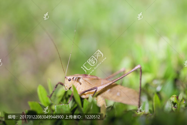 蚱蜢