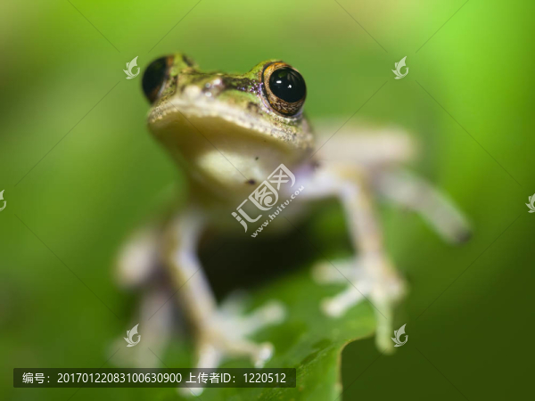 樹蛙