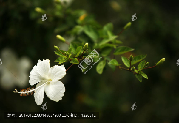 美麗的花