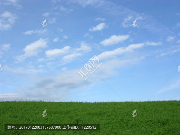 三葉草田和藍天白云