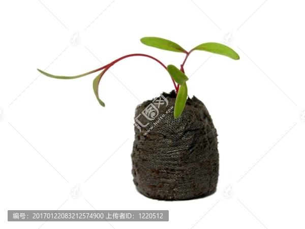泥炭缽苗