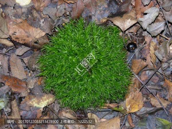 秋天樹葉上的苔蘚-匯圖網(wǎng) www.fosd68.com 秋天樹葉上的苔蘚