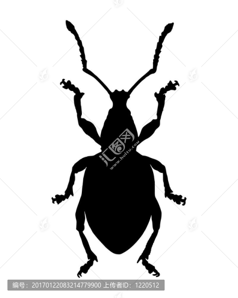 Weevil（象鼻）