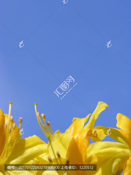 杜鵑屬的花和藍(lán)色的天空