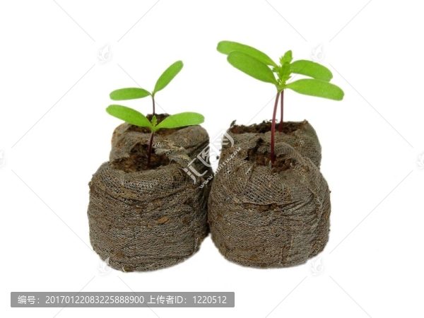 泥炭盆栽苗-匯圖網(wǎng) www.fosd68.com 泥炭盆栽苗