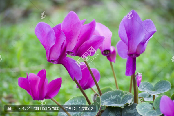 仙客來的花