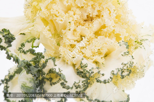 黃色的羽衣甘藍(lán)