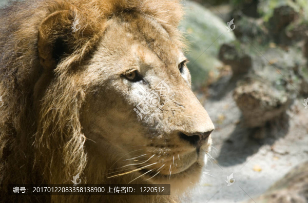 盯著獅子
