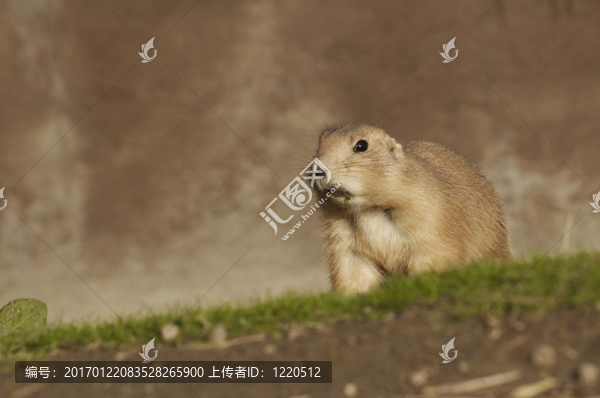 草原犬鼠