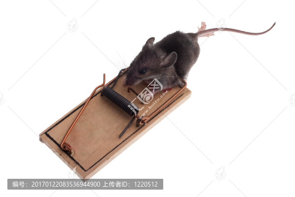 老鼠的陷阱