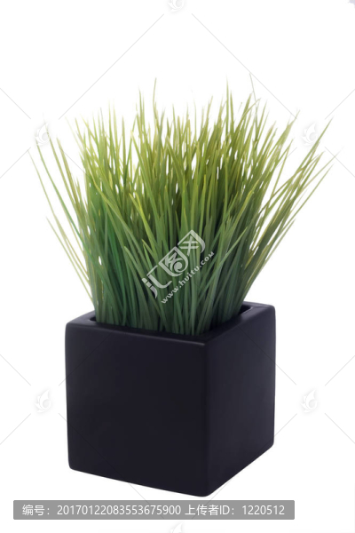 室內(nèi)植物