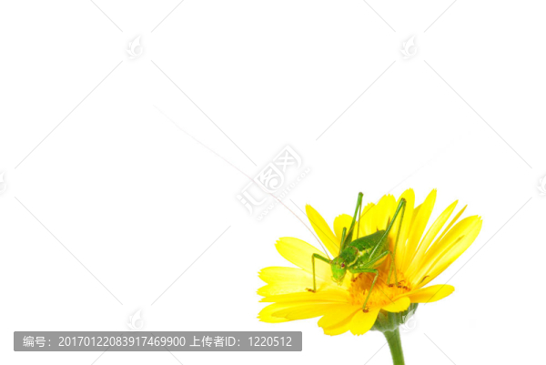 蚱蜢