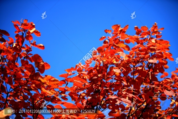 香山紅葉