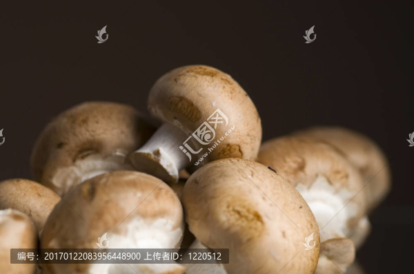褐蘑菇堆疊