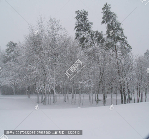 吹雪樹
