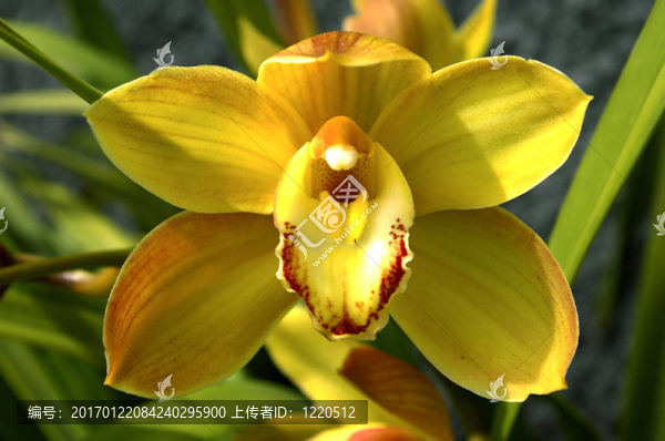 黃色的蘭花