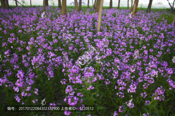 粉紅野花和森林