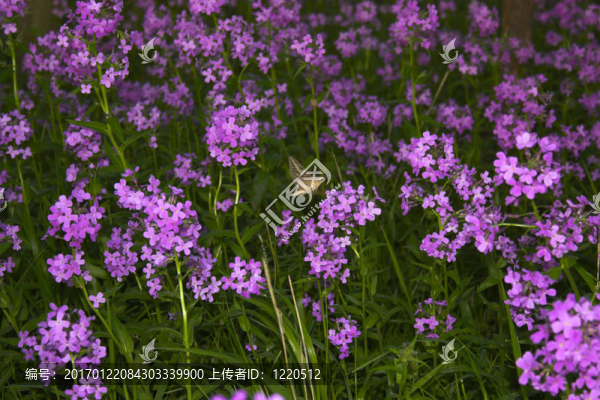 粉紅野花和森林