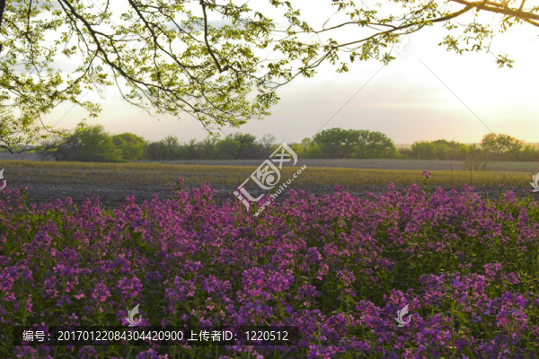 粉紅野花和森林