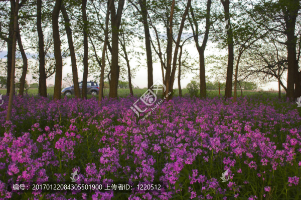 粉紅野花和森林