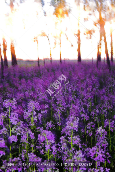 摘要模糊了鮮花