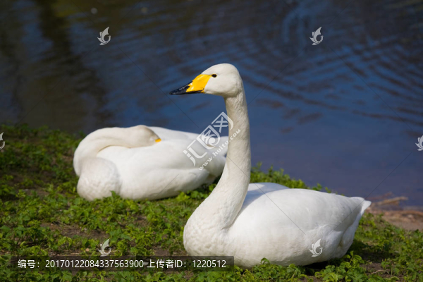 天鵝座colubianus