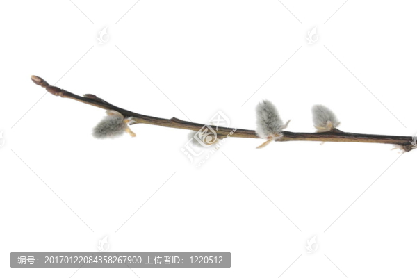 在白色背景上的柳絮柳樹(shù)的枝條