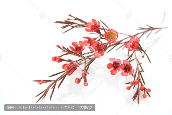 花分離