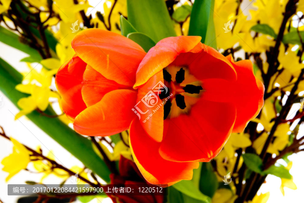 豐富多彩的復(fù)活節(jié)的郁金香
