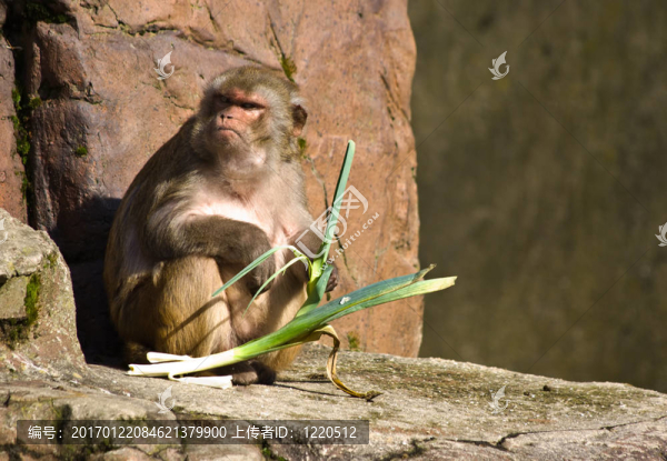 太陽下的Rhesus,ape