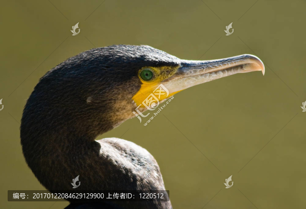 鸕鶿的肖像-匯圖網(wǎng) www.fosd68.com 鸕鶿的肖像