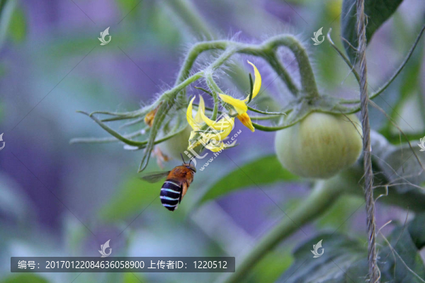蜜蜂