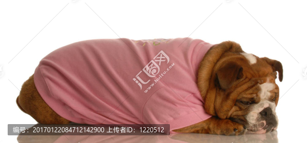 悲傷的英國斗牛犬
