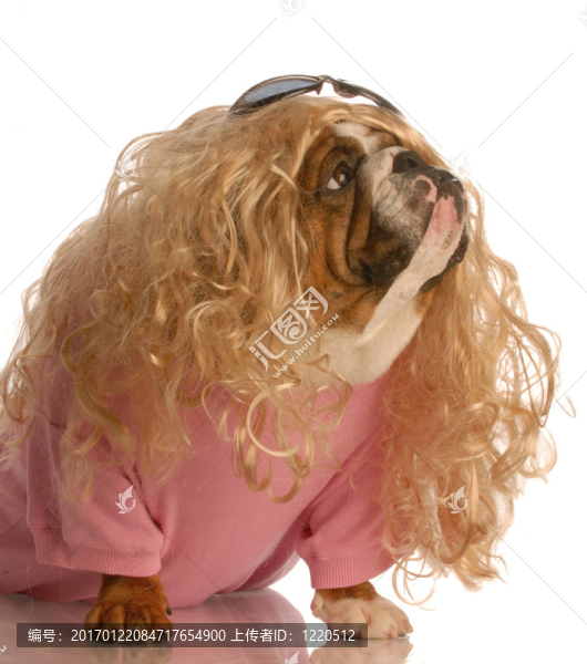 穿著拖衣服的狗